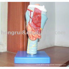 laryngeal anatomical model, larynx model, throat model